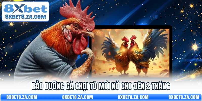 Bảo dưỡng gà chọi từ mới nở cho đến 2 tháng