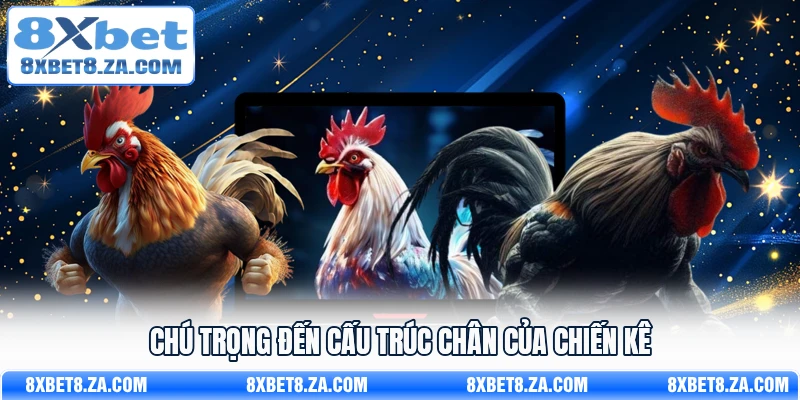 Chú trọng đến cấu trúc chân của chiến kê