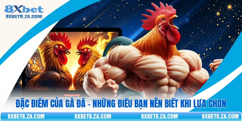 Đặc điểm của gà đá - Những điều bạn nên biết khi lựa chọn