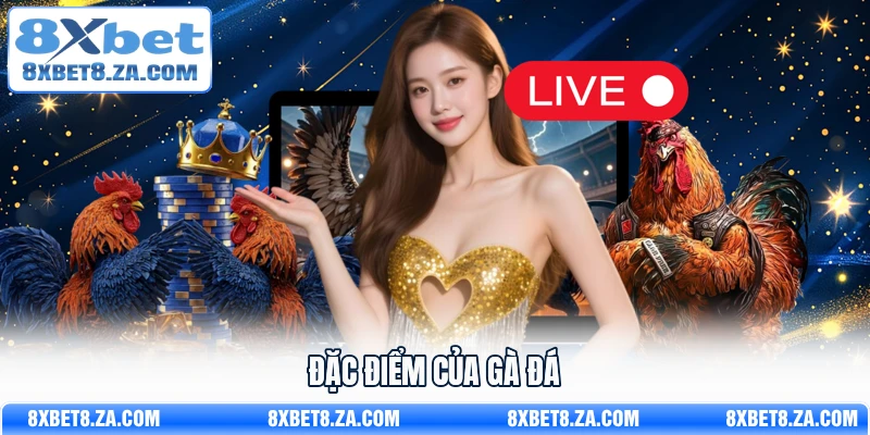 Đặc điểm của gà đá